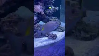Tiny fish #fishing #learning #aquarius  #fishvideo #water #love