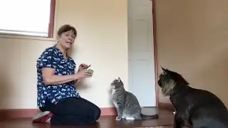 Help Support The Feline Purrspective