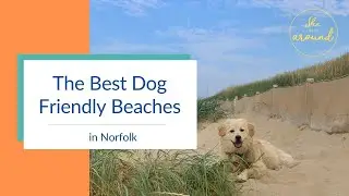 The Best Dog Friendly Beaches in Norfolk