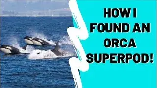 Alaska Whale Watching Ultimate Guide- Humpback, Orca, Beluga - How 2 Travelers