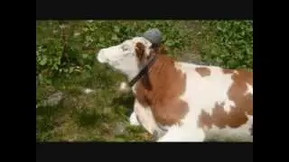 Pfiat Gott, liabe Alm