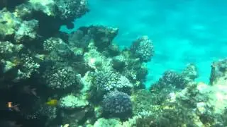 20140227 Подводный мир Шарм-эль-Шейха