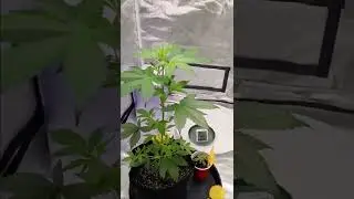 Magic Melon Auto grew 4 inches in 4 days 🤩 1st feeding
