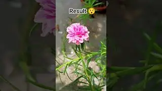 moss rose (portulaca) 