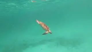 Tres Trapi Aruba Snorkel Turtles Rays