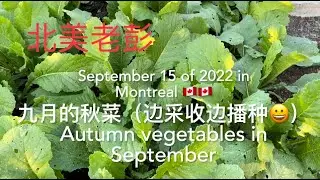 九月的秋菜（边采收边播种）！ #秋菜种植 #秋菜播种 #蔬菜种植  #家庭菜园  #莴笋乌塌菜 #冰菜芹菜  episode 119: america peng!  autumn vegetables