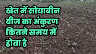 खेत में सोयाबीन बीज का अंकुरण कितने समय में होता है || Soybean seeds germination || soyabean kheti