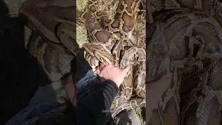 Why Python SKINS Are Used for Luxury Leather Jackets?