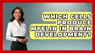 Which Cells Produce Myelin In Brain Development? - Brain Development Hub