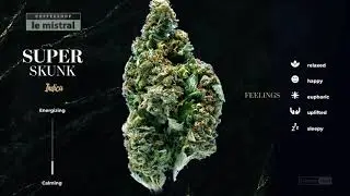 Super Skunk