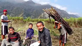 Beautiful Rural Life in Nepal || Sugar cane Harvesting in Village Nepal || DB Limbu