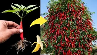 Simple method propagate chili 🌶️ tree with plastic glass || How to grow chili tree at home