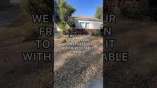 We killed our front lawn to replace it with a vegetable garden! 🥕 #garden #diy #vegetables #lawn