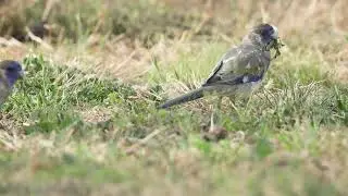 Bluebonnets (Northiella haematogaster) feeding in our back garden, Explore the Mallee, VIC