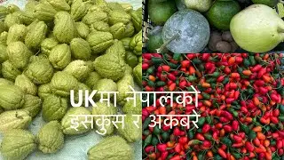 October's Harvest 2023 (Nepali vegetables in UK allotment) Chayote, Ash gourd and Akbare