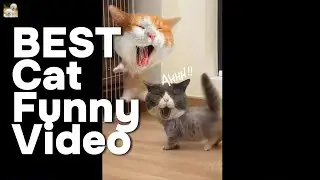 BEST Funny Cat Video Compilation❤️❤️最搞笑的小猫专辑 1
