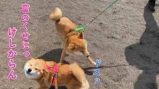 調子に乗ってる弟に激オコな柴犬