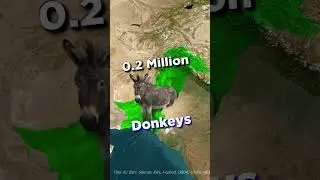 Donkeys in Pakistan #facts #news