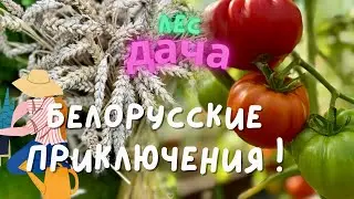 Что выросло на белорусской даче? Моя первая пшеница 🌾/I'm picking tomatoes at the cottage!
