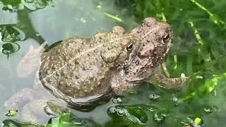 Natterjack toad Epidalea calamita breeding