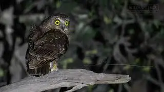 Tasmanian Boobook Sound - Typical calls recorded at night in Tasmania