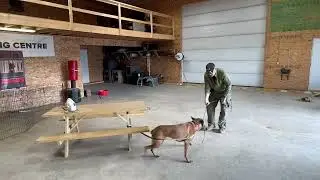 MRK9 Jens working on out command with ball
