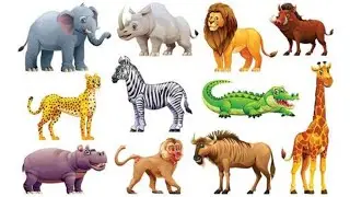 AMAZING WILD ANIMALS