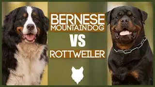 BERNESE MOUNTAIN DOG VS ROTTWEILER
