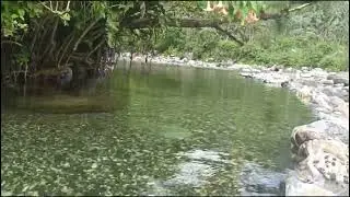 Crystal Clear Water, River in the Philippines 💎🏞️🫶🏻🍃