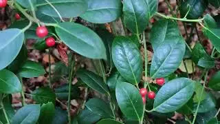 In Autumn: ☃️ Common Holly / Ilex aquifolium - Learn about Plants & Sing Along: ID & Taxonomy