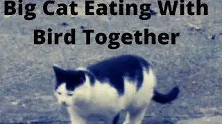 CATS AND BIRD FUNNY VIDEO MUST WATCH / FUNNY CATS SHARING FOOD WITH BIRDS