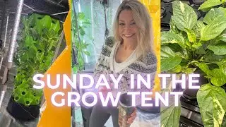 LIVE: SUNDAY IN THE GROW TENT☀️☕️