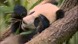 Secrets Of The Wild Panda