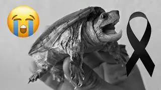 F4LLECI0 MI TORTUGA VAMPIRO :( - ¿QUÉ PASÓ?