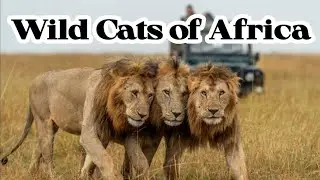 Wild Cats of Africa | Animal planet in hindi | Discovery Channel | Wildlife Documentary