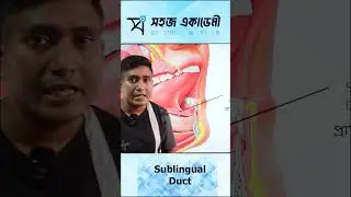 Sublingual Duct