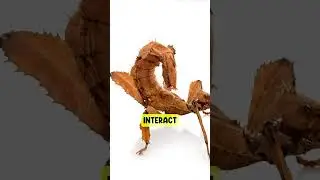 Pet SCORPION?? you NEED to know