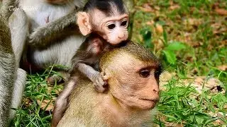 Little baby OPIE playing & riding on adolescent monkey BELLA/ BELLA is so friendly/ OPIE is alerted.