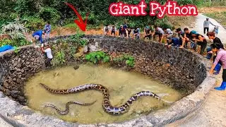 6 Brave Experts Catch Giant Python By Hand