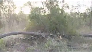 Newman's land clearing laws still in place with suspected panic clearing