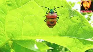 INSECTA INSECTUM, COLEOPTERA - POLYPHAGA