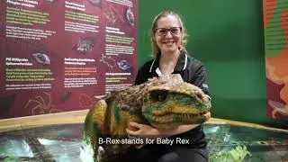 Little Learners | Dinosaurs | Queensland Museum Network
