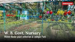 Winter flower plant for my terrene garden from W. B. Govt forest department nursary at Jodhpur park