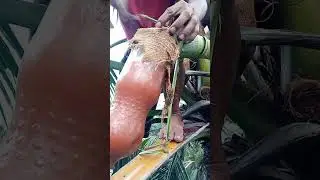 Fresh Toddy Harvest! Tutorial.2 #satisfying