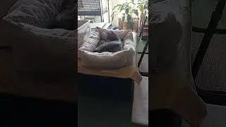#tailchasing #tabbykitten