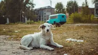 Dogs of Pripyat
