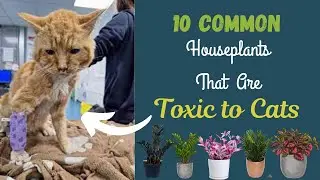 10 Common Houseplants That Are Toxic to Cats: Keep Your Furry Friend Safe  #houseplants