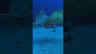 Japanese butterfly ray / Tsubakuro ei #shorts
