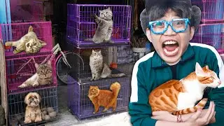 NEPATIN JANJI‼️BELI KUCING DI PASAR TERBESAR DI BALI‼️AKHIRNYA PELIHARA BANYAK KUCING‼️