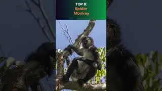 Top 10 Highest Jumping Animals in the Tropics!